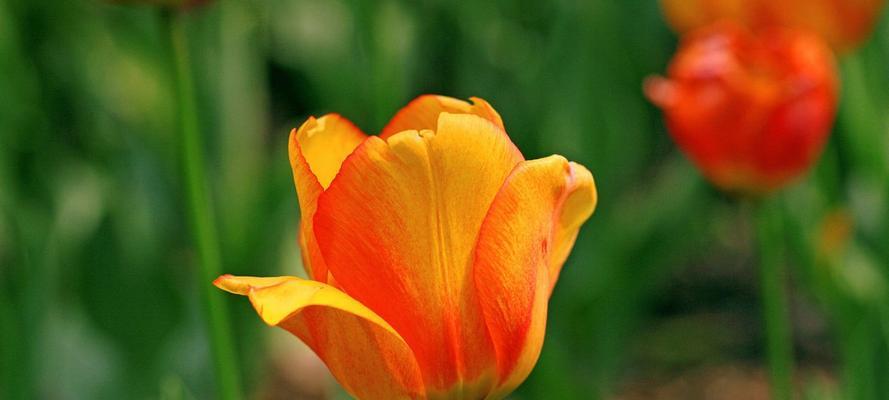金色花项链代表什么？金色花的花语和象征是什么？