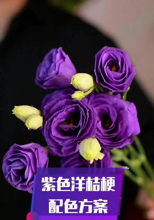 紫色桔梗花的花语和寓意有哪些？