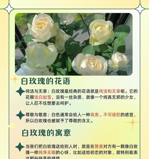 白色玫瑰花拉手的寓意是什么？它在不同文化中代表了什么？