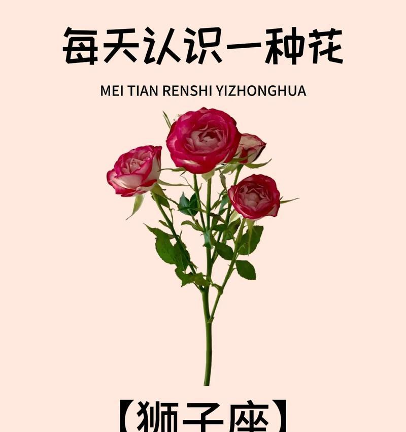 白色玫瑰花拉手的寓意是什么？它在不同文化中代表了什么？