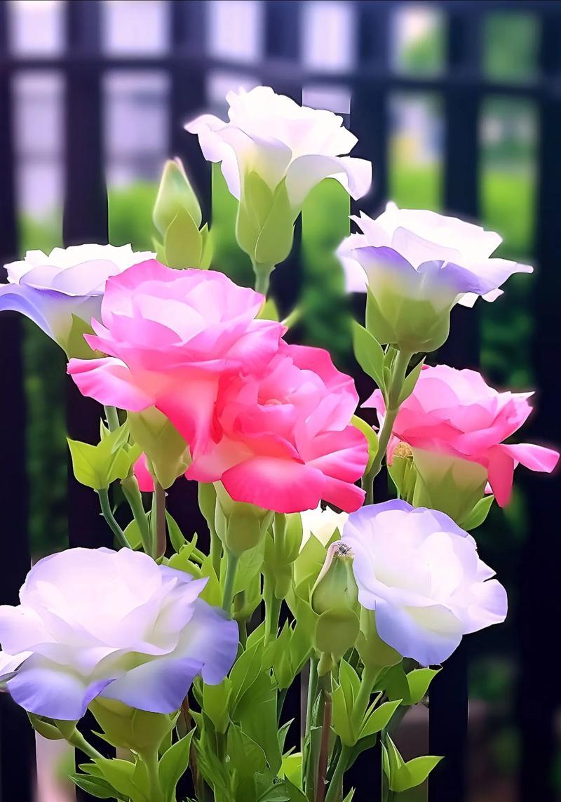 桔梗花有哪些颜色？不同颜色的桔梗花寓意何在？