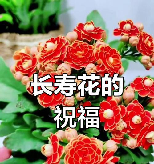 哪种花象征着发财顺利和平安？