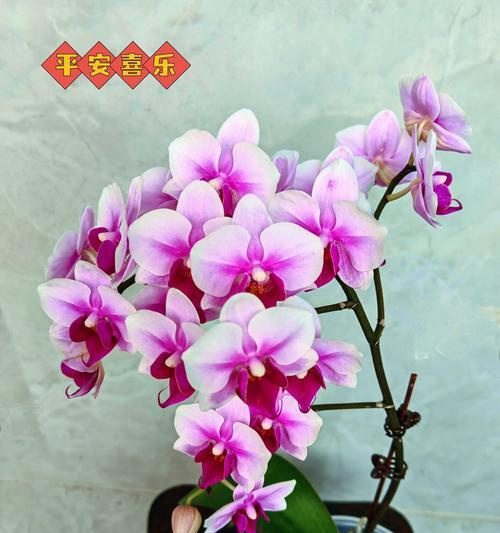 哪种花象征着发财顺利和平安？