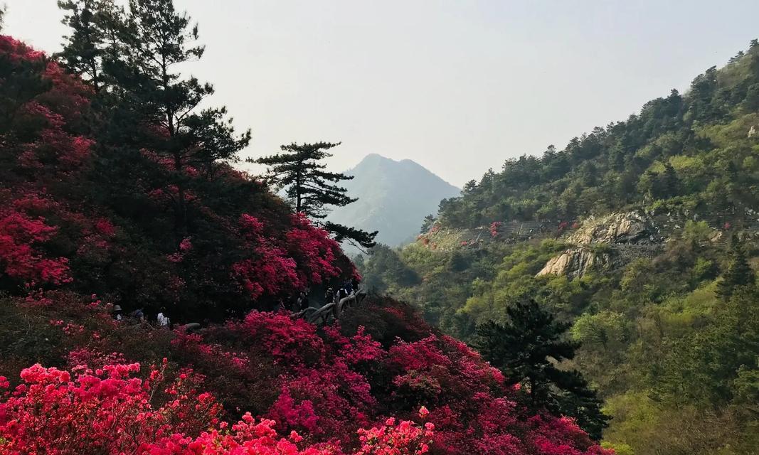 杜鹃花代表真挚的爱情吗？杜鹃花象征真挚的爱情？