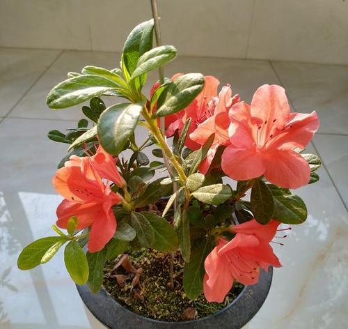 杜鹃花代表真挚的爱情吗？杜鹃花象征真挚的爱情？