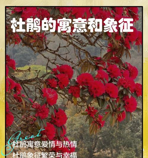 杜鹃花代表真挚的爱情吗？杜鹃花象征真挚的爱情？