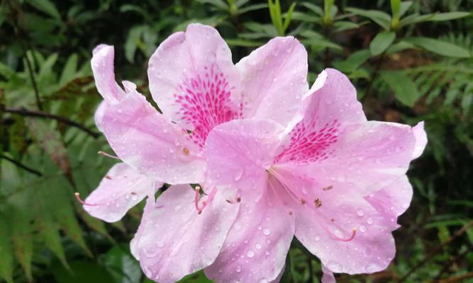花三节的来历是什么？花三节有哪些寓意？