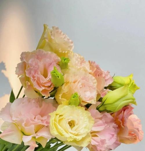 花的颜色寓意什么？不同颜色的花代表什么情感？