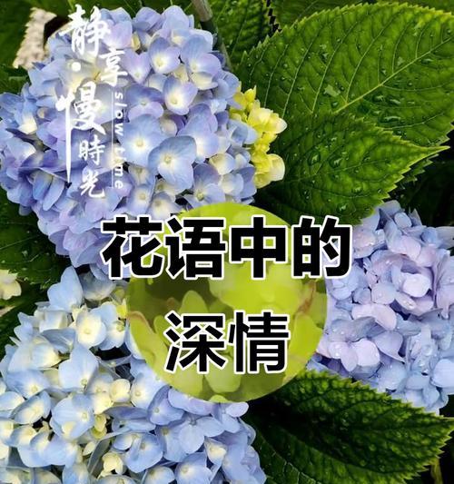 花的颜色寓意什么？不同颜色的花代表什么情感？
