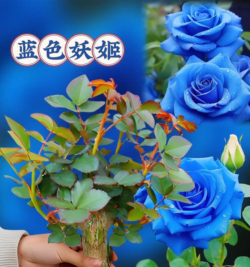 蓝色玫瑰扭扭花有何寓意？