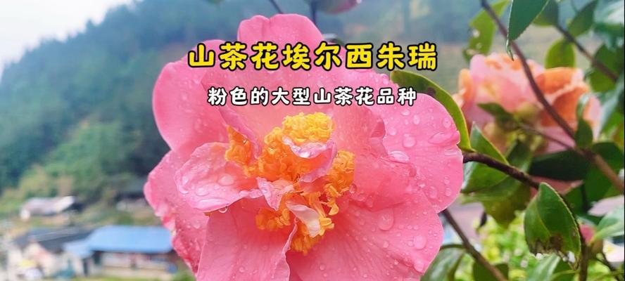 哪些粉色花具有特别的寓意？