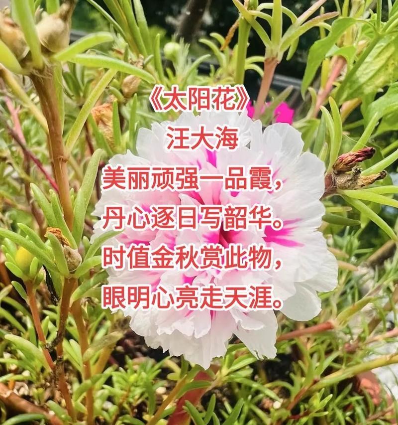 太阳花的寓意是什么？它有哪些背景故事？