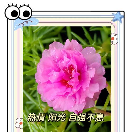 太阳花的寓意是什么？它有哪些背景故事？