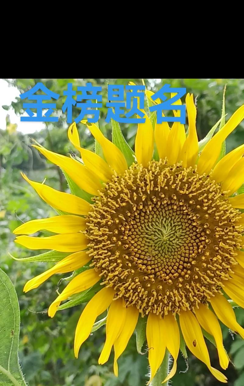 向阳花代表好运吗？向阳花的寓意和象征意义是什么？