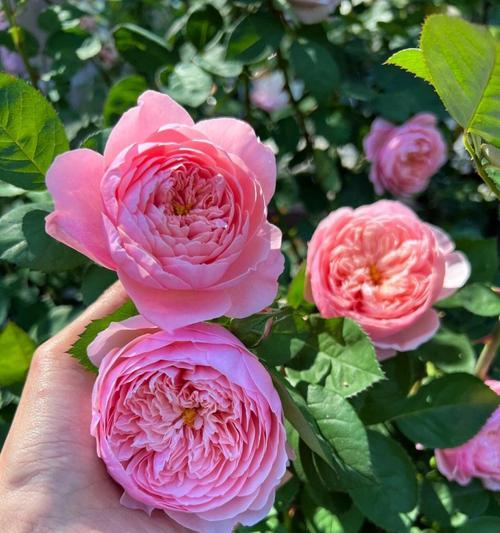 粉色月季代表什么浪漫？粉色月季的花语是什么？