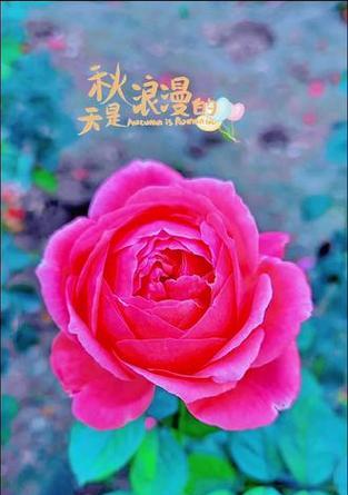 粉色月季代表什么浪漫？粉色月季的花语是什么？