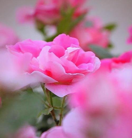 粉色月季代表什么浪漫？粉色月季的花语是什么？