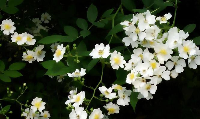 哪些白色花寓意着青春？