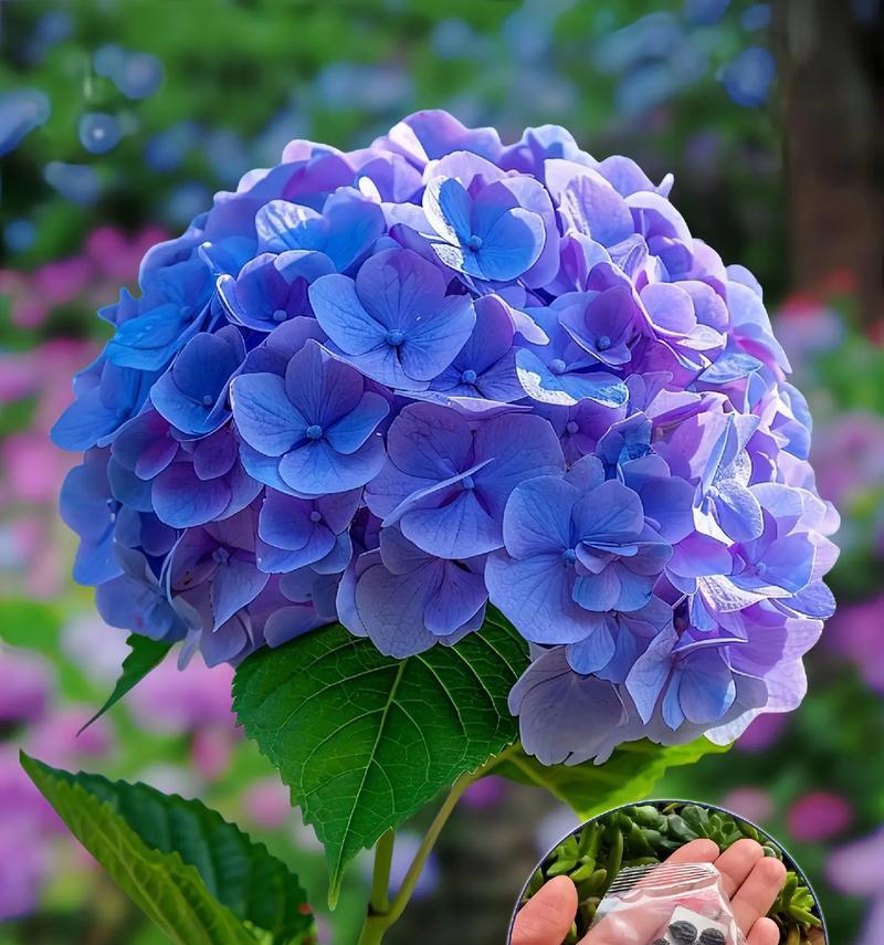 白族象征爱情的花有哪些？白族花语代表什么？