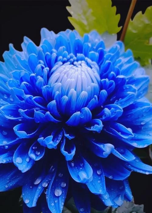 白族象征爱情的花有哪些？白族花语代表什么？