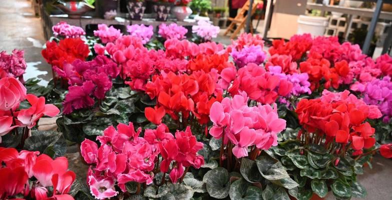 春节花街上常见的花卉有哪些寓意？它们各自代表什么？