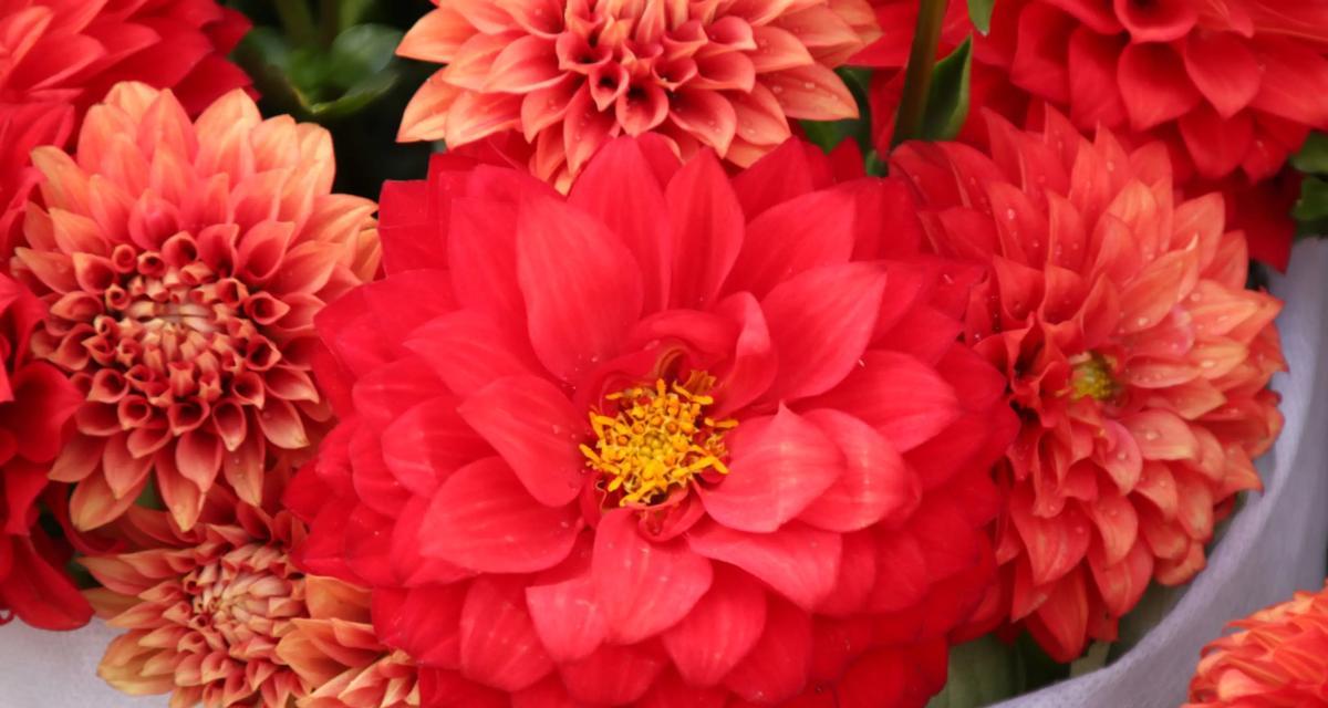 春节花街上常见的花卉有哪些寓意？它们各自代表什么？