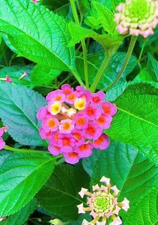 五色花代表什么？五色花的花语和寓意是什么？