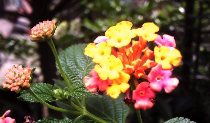 五色花代表什么？五色花的花语和寓意是什么？