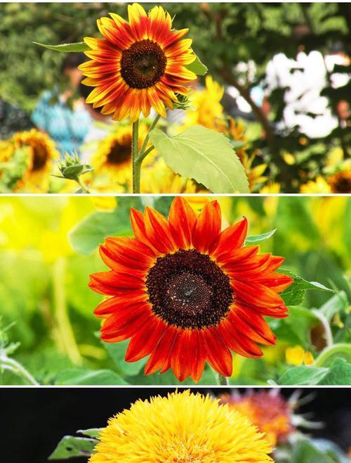 向阳花在不同季节有什么特别含义？它们代表了什么？