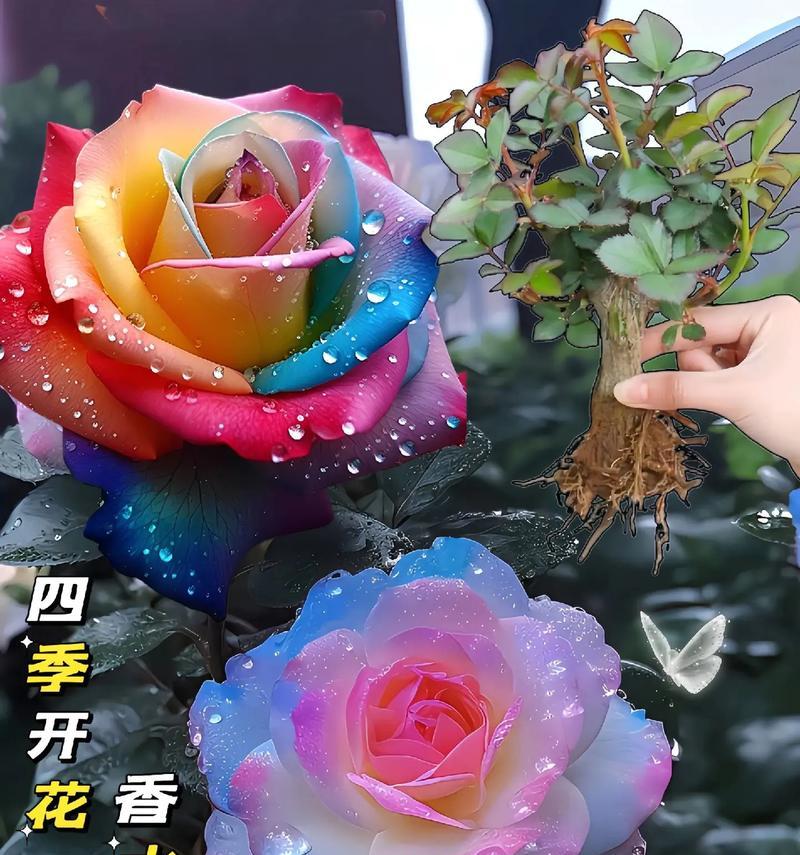 多颜色玫瑰花束的寓意是什么？如何解读一株多色玫瑰的含义？