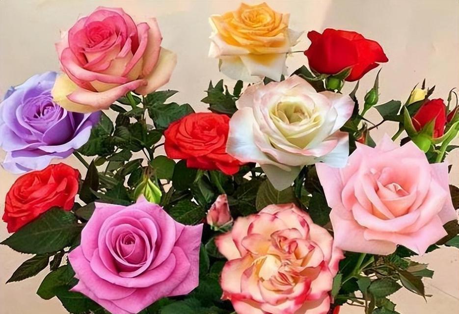 多颜色玫瑰花束的寓意是什么？如何解读一株多色玫瑰的含义？