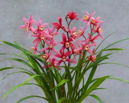 兰花寓意忌讳什么颜色的花？为什么会有这样的忌讳？