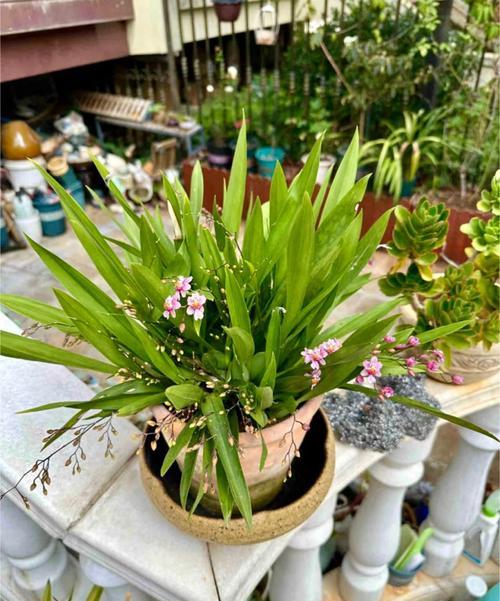 兰花寓意忌讳什么颜色的花？为什么会有这样的忌讳？