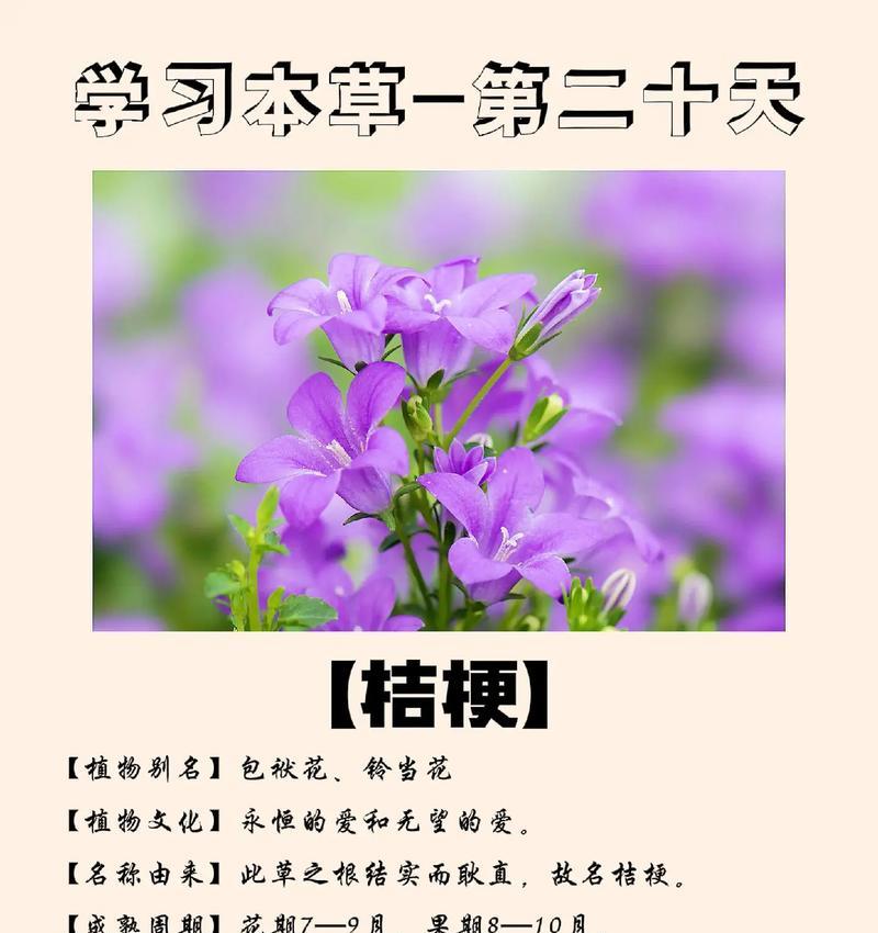 手捧花桔梗有哪些寓意和象征？手捧花桔梗的寓意和象征是什么？