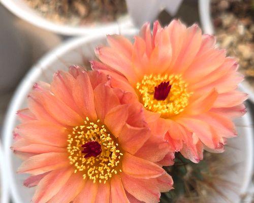 仙人球首次开黄花寓意什么？黄色花的特殊含义是什么？