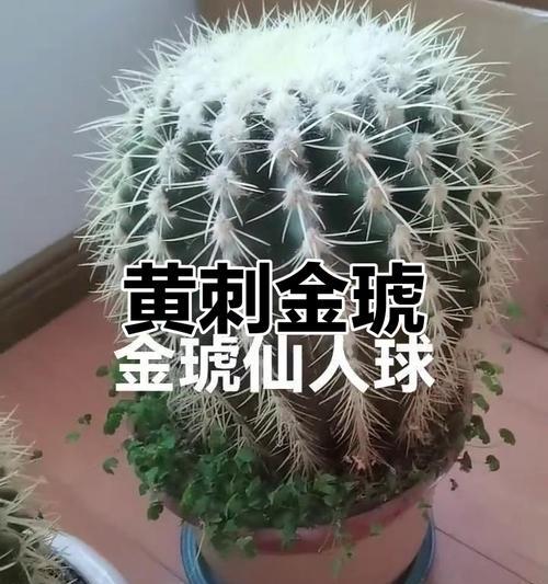 仙人球首次开黄花寓意什么？黄色花的特殊含义是什么？