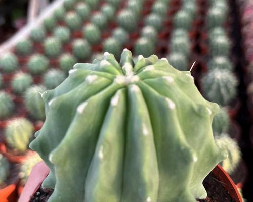 仙人球首次开黄花寓意什么？黄色花的特殊含义是什么？
