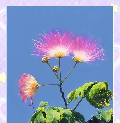 爱情中常见的寓意花有哪些？它们各自代表什么意义？