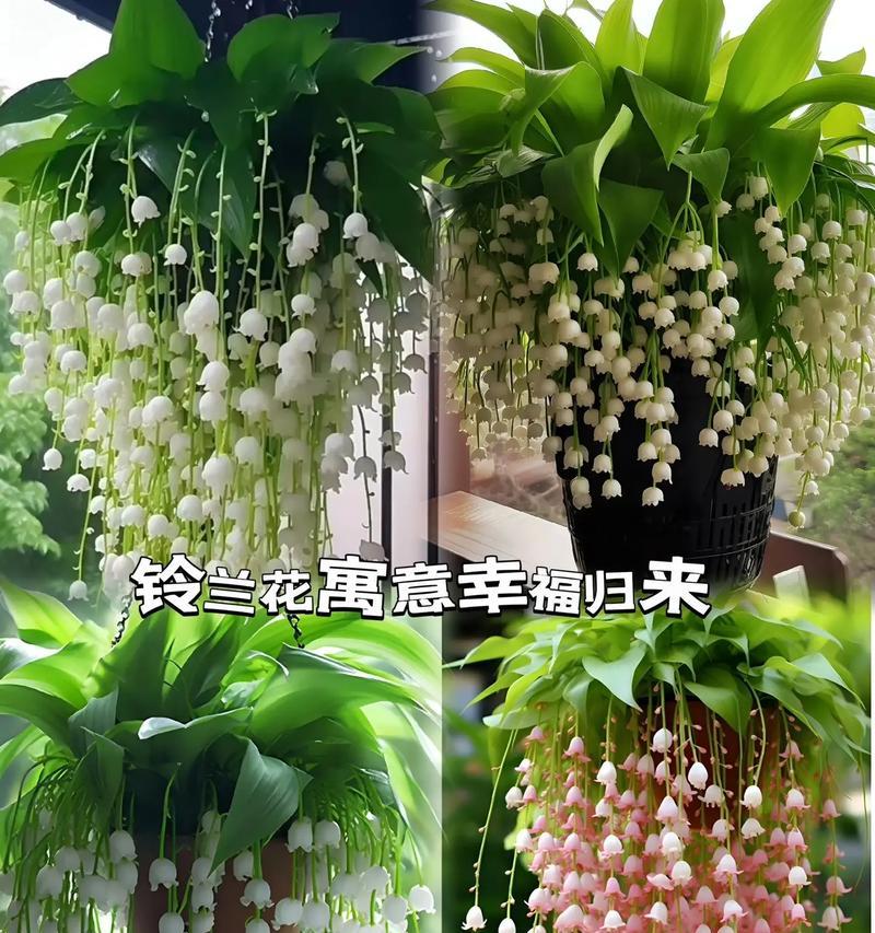 自己制作手捧花有何含义？手捧花的寓意是什么？