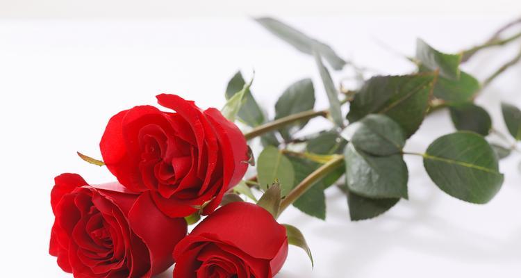 象征所有爱情的花是什么？哪种花代表爱情？