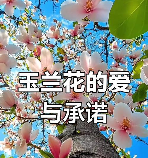 象征所有爱情的花是什么？哪种花代表爱情？