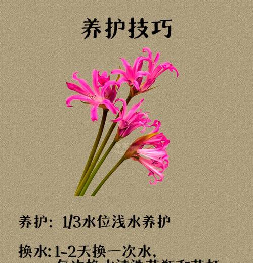 金色石蒜花的寓意是什么？