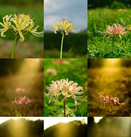 金色石蒜花的寓意是什么？