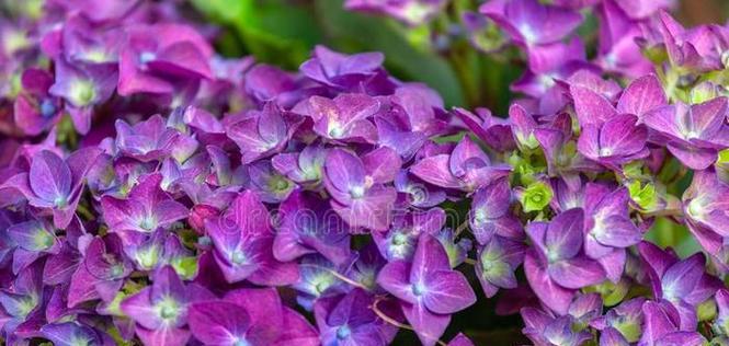 紫色绣球花代表什么？紫色绣球花的寓意有哪些？