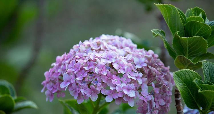 紫色绣球花代表什么？紫色绣球花的寓意有哪些？