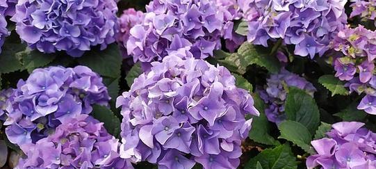 紫色绣球花代表什么？紫色绣球花的寓意有哪些？