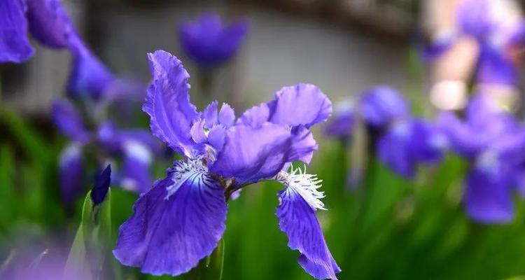 花腰傣族用哪种植物象征爱情？它的花语是什么？