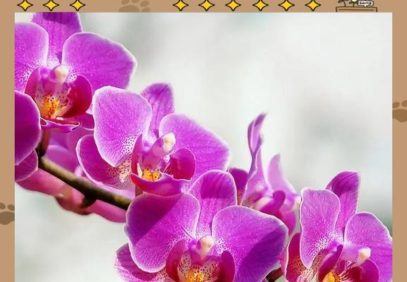 寓意端午节的花是什么？寓意端午节的花语是什么？