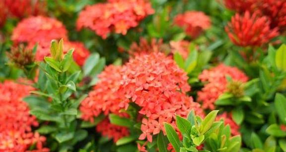 寓意端午节的花是什么？寓意端午节的花语是什么？