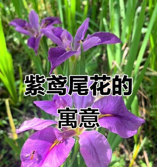 白色和紫色花的含义是什么？它们象征着什么？